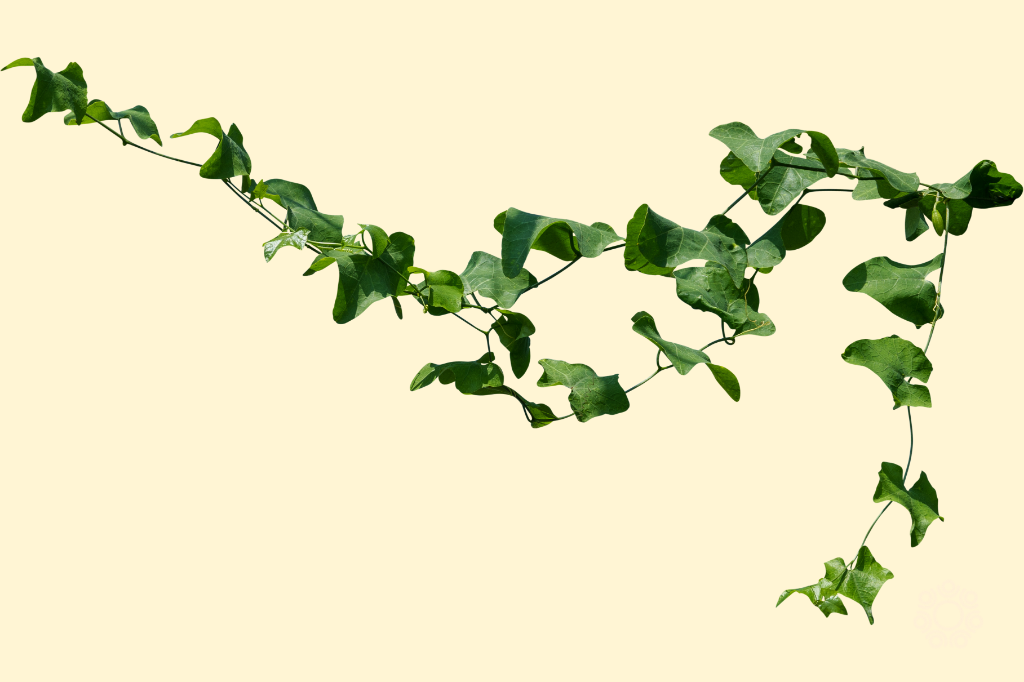 feuilles de lierre symbolisant la ppause reconnaissance